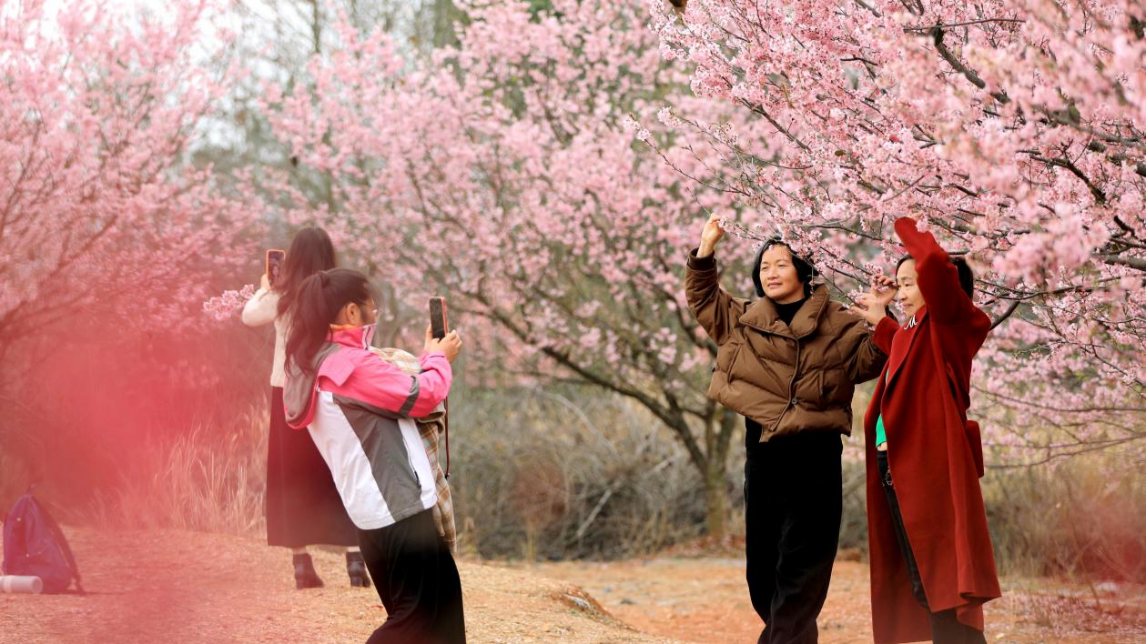 千亩樱花烂漫惹人醉开元棋牌湖南邵东:(图2) 千亩樱花烂漫惹人醉开元棋牌湖南邵东:(图2)