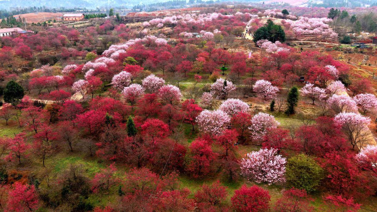 千亩樱花烂漫惹人醉开元棋牌湖南邵东：(图3)